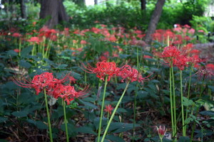 080926-higanbana.jpg