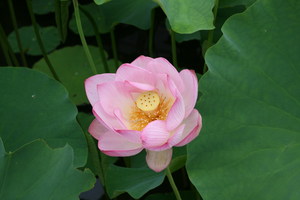 090716-hasunaka.jpg